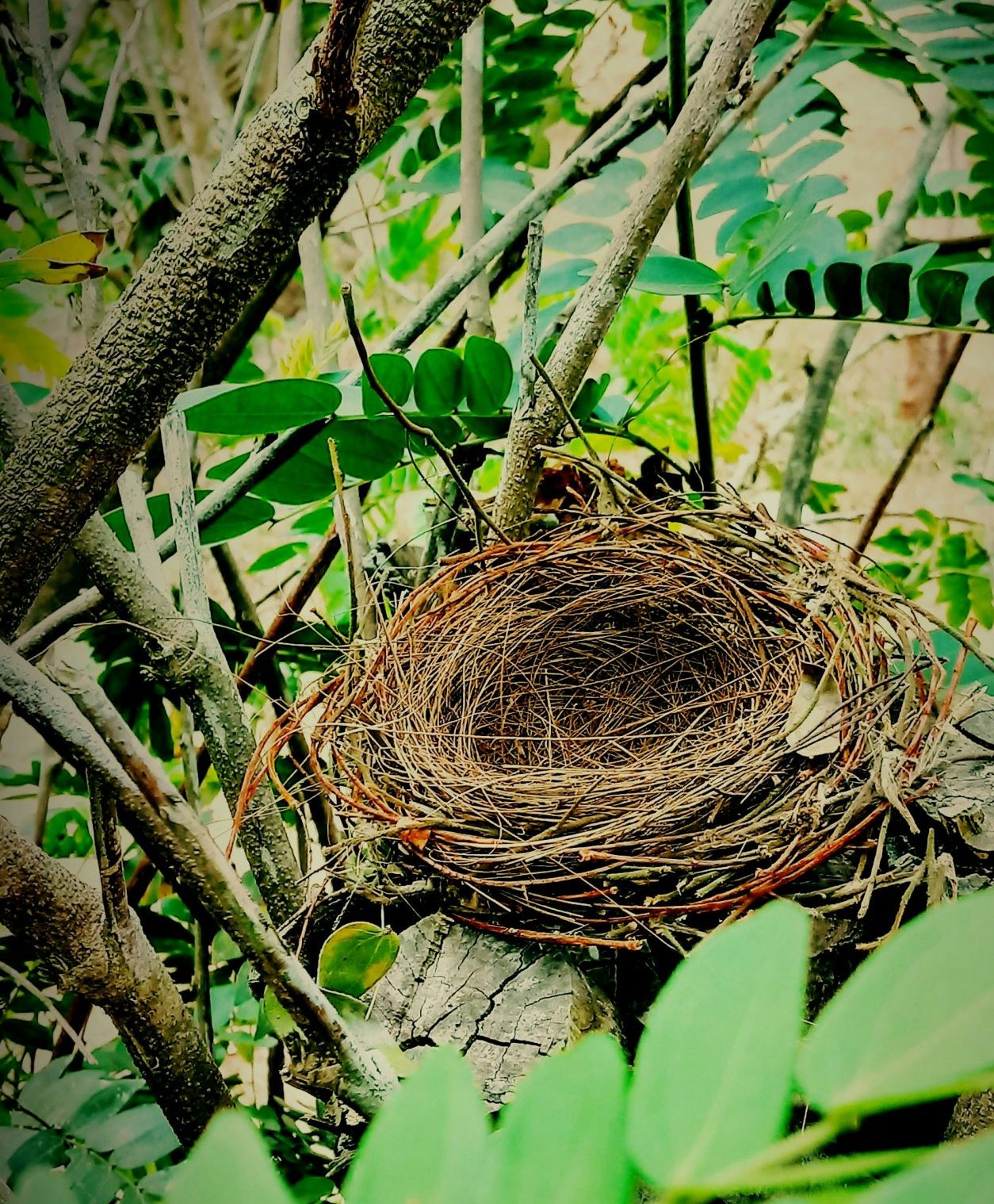 Een goed nest - schrijfmeditatie mei 2025. Foto: Unsplash