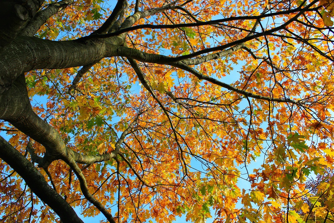 Verkleuren, thema van deze herfstmaand Schrijfmeditatie